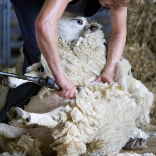 Over graaicultuur, eigenwaan en Belgenmoppen